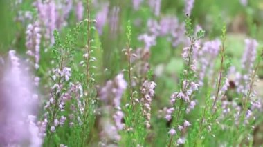 Heather ormanda çiçek açar. Ormanda ya da bahçelerde açarlar.