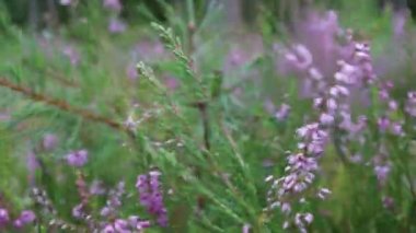 Heather ormanda çiçek açar. Ormanda ya da bahçelerde açarlar.
