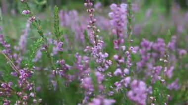 Heather ormanda çiçek açar. Ormanda ya da bahçelerde açarlar.