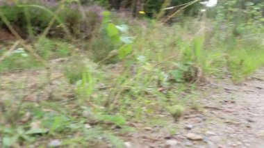 Heather ormanda çiçek açar. Ormanda ya da bahçelerde açarlar.