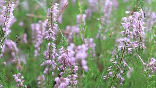 Heather Floresce Floresta Flores Floresta Jardins — Vídeo de Stock