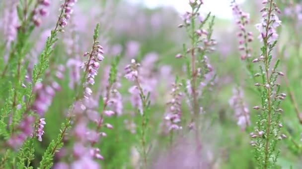 Lese Kvete Vřes Kvete Lese Nebo Zahradě — Stock video