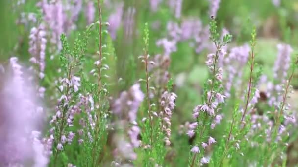 Heather Floresce Floresta Flores Floresta Jardins — Vídeo de Stock