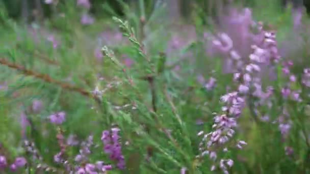 Heather Floresce Floresta Flores Floresta Jardins — Vídeo de Stock