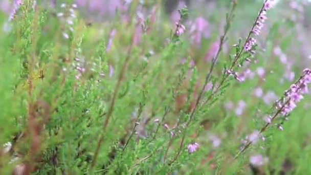 Heather Floresce Floresta Flores Floresta Jardins — Vídeo de Stock