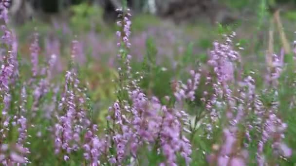 Heather Floresce Floresta Flores Floresta Jardins — Vídeo de Stock