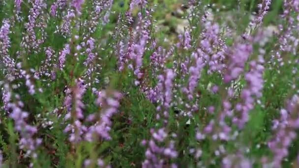 Heather Floresce Floresta Flores Floresta Jardins — Vídeo de Stock