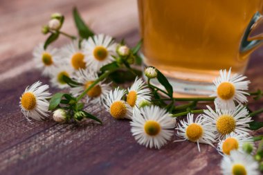 Ahşap arka planda papatya çayı. Bir fincan papatyanın yanında.