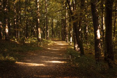 Sonbahar ormanında sarı yapraklı bank. Sonbahar ormanı boyunca düşen altın yapraklarla kaplı manzaralı bir patika. Yumuşak güneş ışığı yol boyunca yumuşak gölgeler bırakır. Huzurlu ve davetkar bir atmosfer yaratır. Doğada yürümek için mükemmel bir ortam..