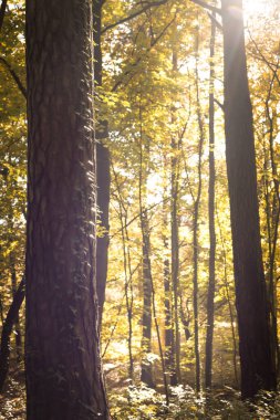 Sonbahar ormanında sarı yapraklı bank. Sonbahar ormanı boyunca düşen altın yapraklarla kaplı manzaralı bir patika. Yumuşak güneş ışığı yol boyunca yumuşak gölgeler bırakır. Huzurlu ve davetkar bir atmosfer yaratır. Doğada yürümek için mükemmel bir ortam..