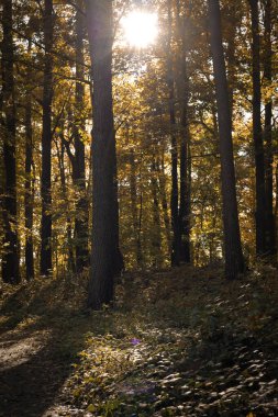 Sonbahar ormanında sarı yapraklı bank. Sonbahar ormanı boyunca düşen altın yapraklarla kaplı manzaralı bir patika. Yumuşak güneş ışığı yol boyunca yumuşak gölgeler bırakır. Huzurlu ve davetkar bir atmosfer yaratır. Doğada yürümek için mükemmel bir ortam..
