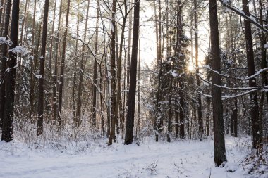 Güneş ışığı karla kaplı çam ormanlarında parlıyor.