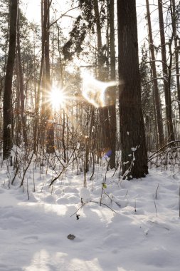 Güneş ışığı karla kaplı çam ormanlarında parlıyor.