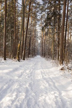 Güneş ışığı karla kaplı çam ormanlarında parlıyor.