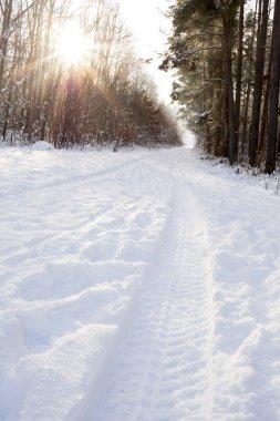 Güneş ışığı karla kaplı çam ormanlarında parlıyor.