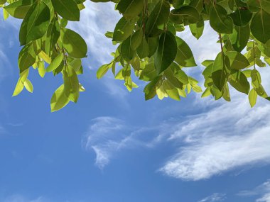 Kopya alanı için yeşil yapraklar ve mavi bulutlar gökyüzü.