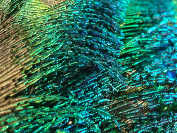 Peacock feather background — Stock Photo, Image