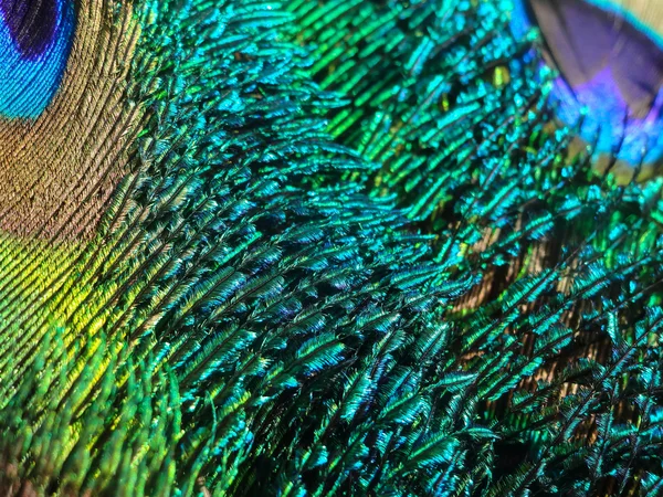 Peacock feather background — Stock Photo, Image