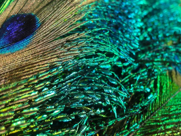 Peacock feather achtergrond Rechtenvrije Stockafbeeldingen