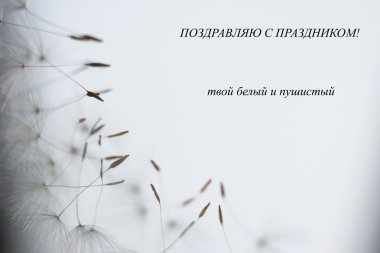 karahindiba tohumları