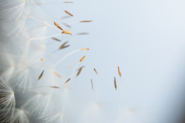 karahindiba tohumları uçuyor