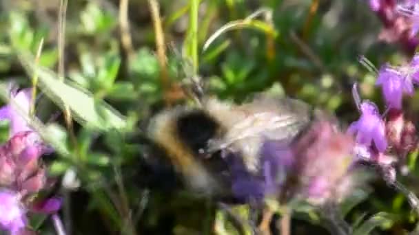 Bin på blomman — Stockvideo