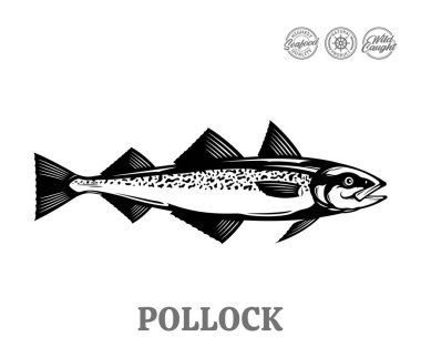 Beyaz arkaplanda izole edilmiş vektör pollock balığı çizimi