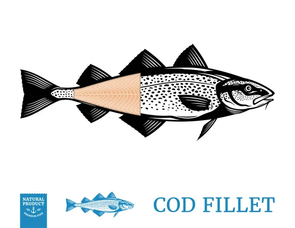 在白色背景上孤立的带鱼片的矢量鳕鱼图解 图库插图