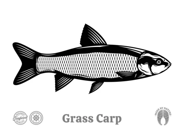 白い背景に孤立したベクトル草鯉のイラスト ストックベクター