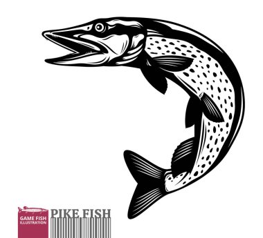 Vector jumping pike fish illustration isolated on a white background clipart