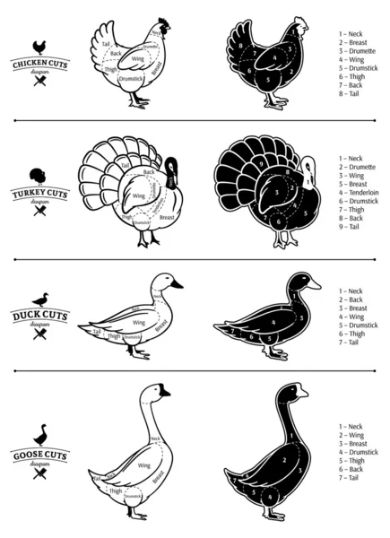 Poultry Cuts Diagrams — Stock Vector