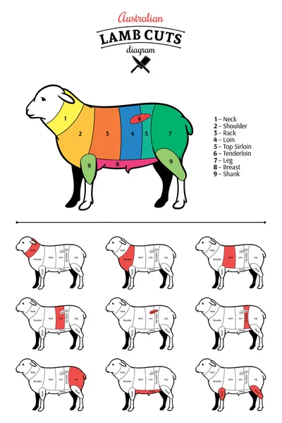 Australian Lamb Cuts Diagram — Stock Vector