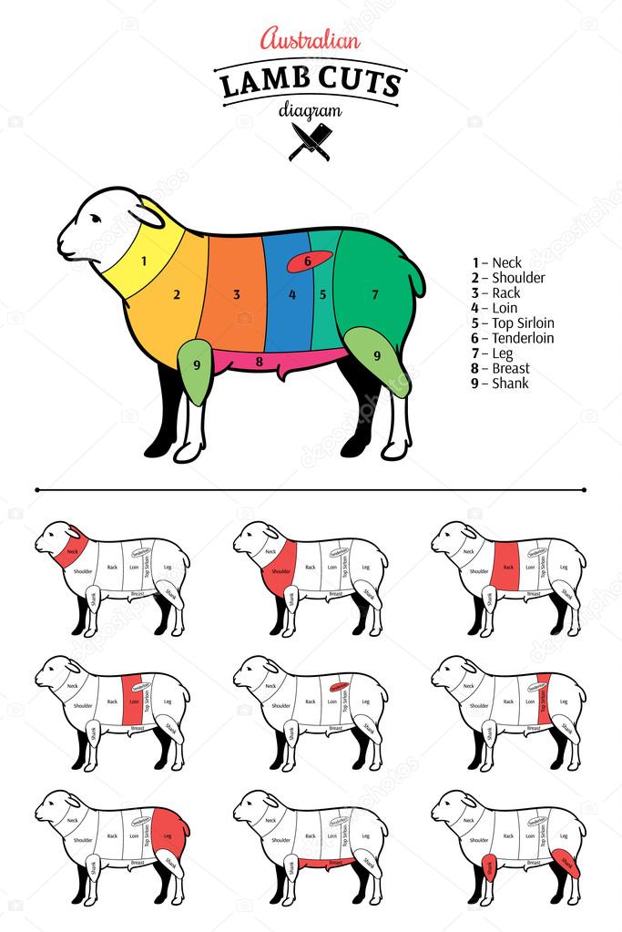 Australian Lamb Cuts Diagram Stock Vector by ©Counterfeit 68778003