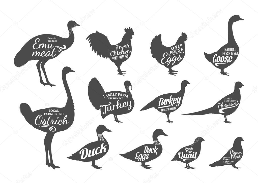 Set of butchery labels templates. Poultry icons with sample text. Poultry silhouettes collection for groceries, meat stores and advertising. Vector labels design.