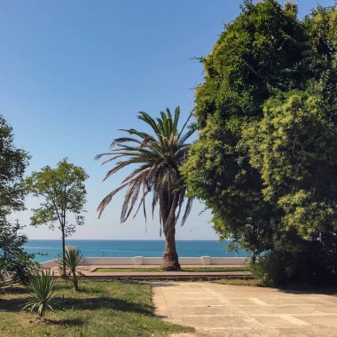Palmiye ağacı mavi gökyüzünün ve denizin arka planında duruyor..