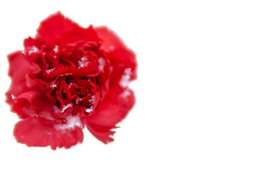 Beyaz arka planda kırmızı karanfil