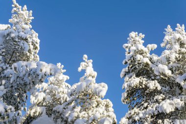 Mavi gökyüzüne karşı kar altında kış ormanı