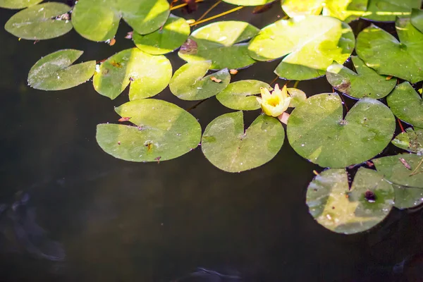 Ein Blühender Lotus Wächst Auf Dem Wasser — Stockfoto