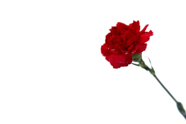 Red Carnation White Background — Stock Photo, Image