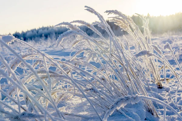 Трава Снегу Холод — стоковое фото