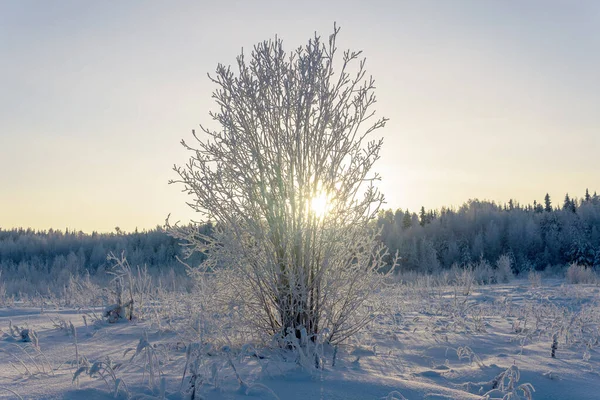 Дерево Стоит Холоде Солнце — стоковое фото