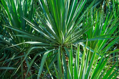 Yeşil tropikal bitkilerin arka planı.