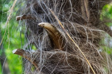 Bir hurma ağacının gövdesinden soyut bir arkaplan.