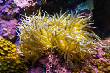 Sarı şakayık su deposunun dibinde bulunur..