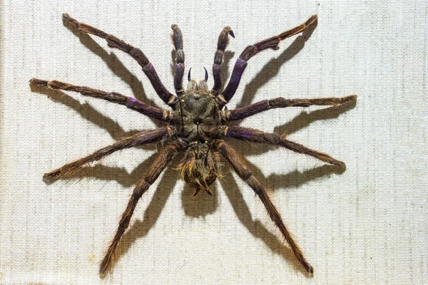 墙上爬着一只可怕的大蜘蛛 — 图库照片