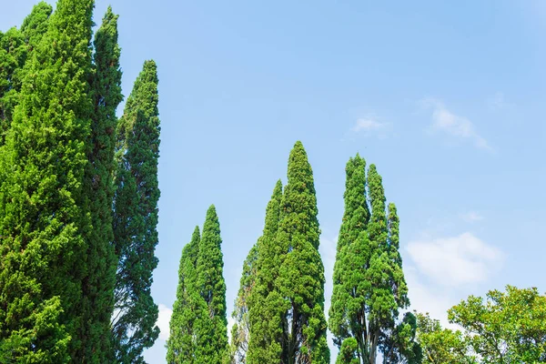 Gröna Höga Cypresser Växa Mot Bakgrund Blå Himmel Och Moln — Stockfoto