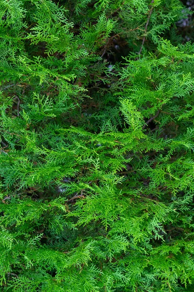 Kozalaklı Bitki Dallarının Yeşil Arkaplanı — Stok fotoğraf