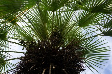 Mavi gökyüzü ve bulutlardan oluşan bir arka plana karşı bir palmiye dalları. Alt görünüm.