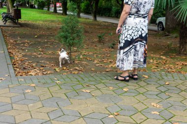 Bir kadın, ihtiyaçlarını gideren bir köpeği gezdirir..