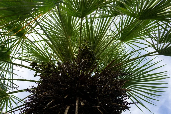 Mavi gökyüzü ve bulutlardan oluşan bir arka plana karşı bir palmiye dalları. Alt görünüm.